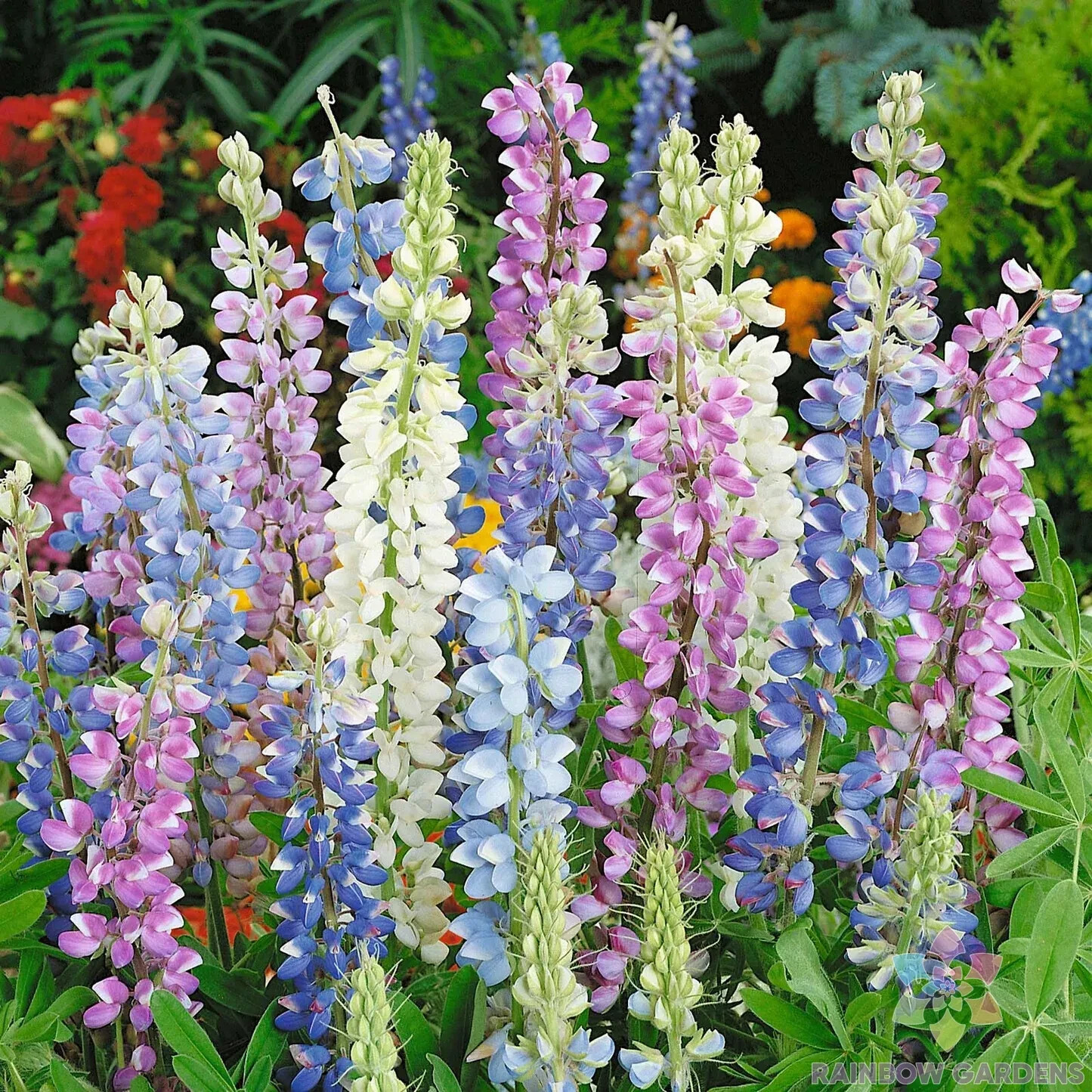 25+ Hartwegii Mix Lupine Seeds for Garden Planting – USA – FREE SHIPPING!