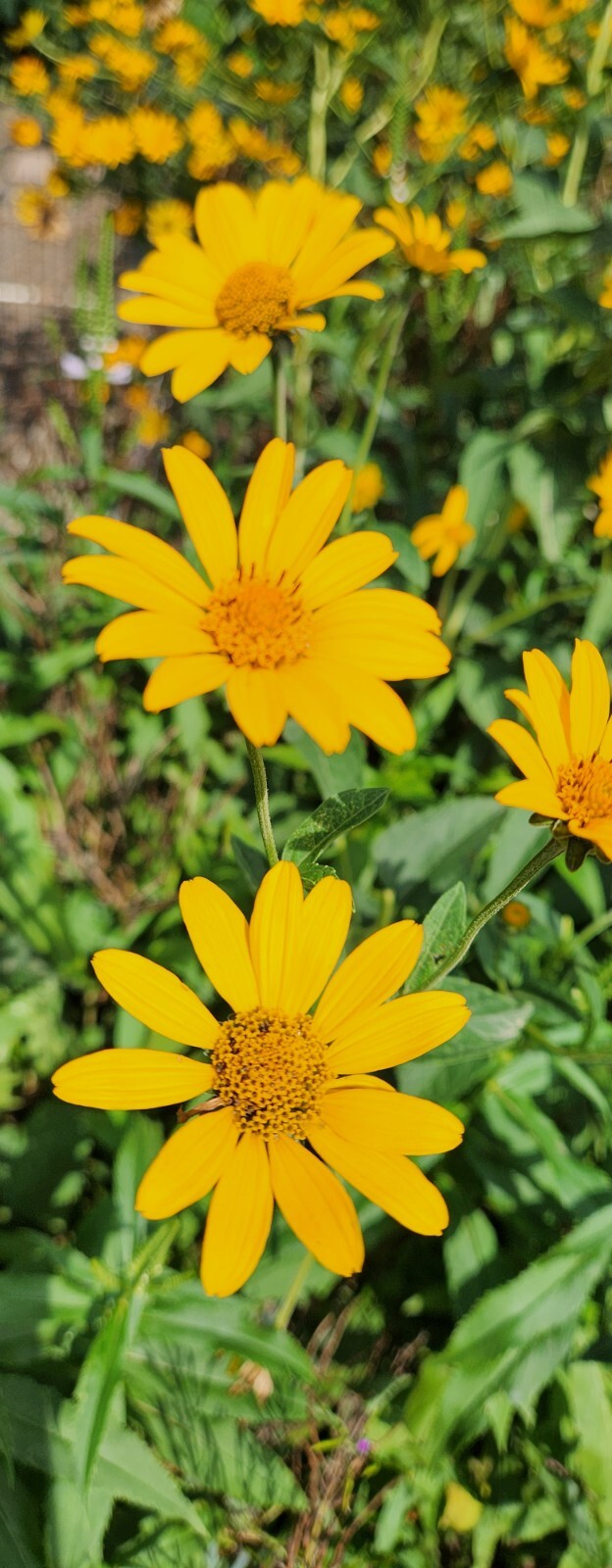 Heliopsis (Oxe Eye) SEEDS, (Heliopsis helianthoides) organic