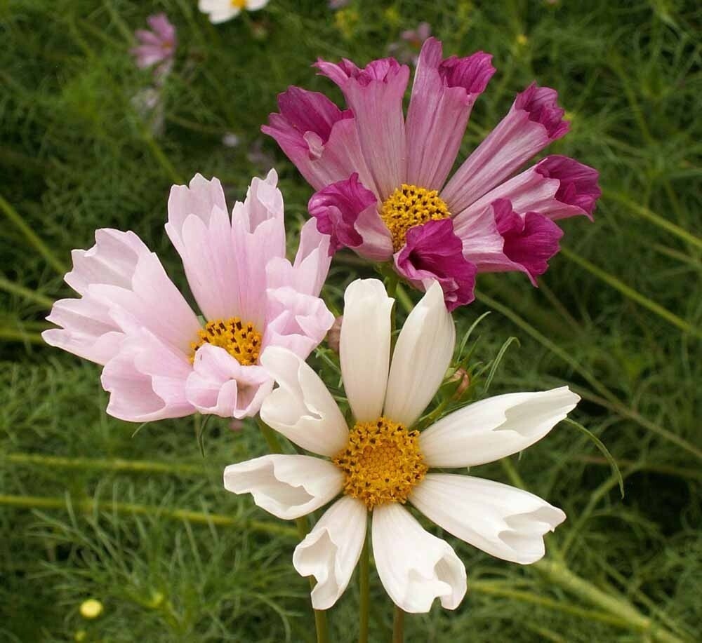200+ Seashells Mix Cosmos Seeds for Garden Planting – USA – FREE SHIPPING!