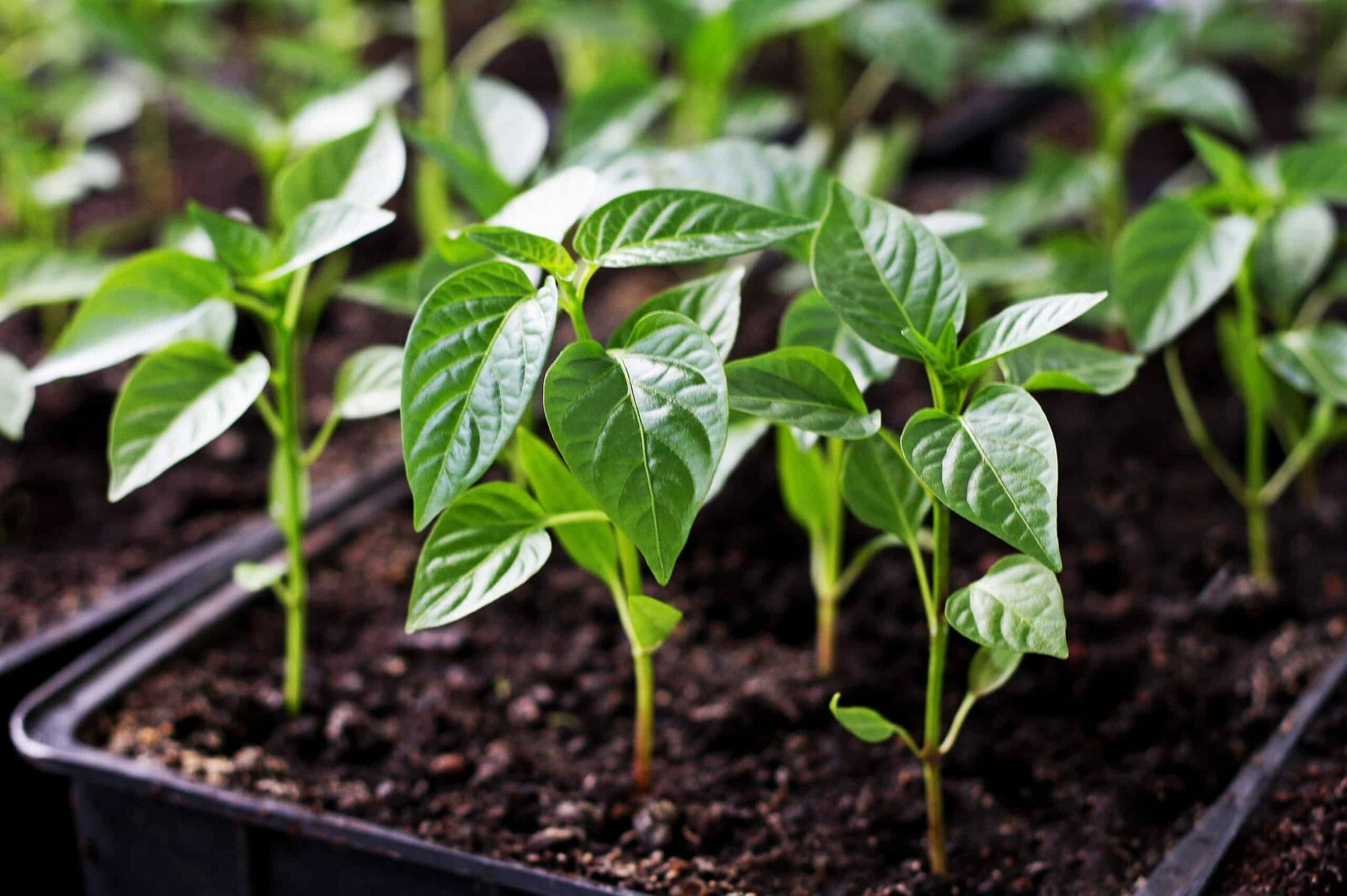 50+ Seeds – Lemon Habanero – Very Hot Pepper Yellow – NON-GMO for 2024 Season
