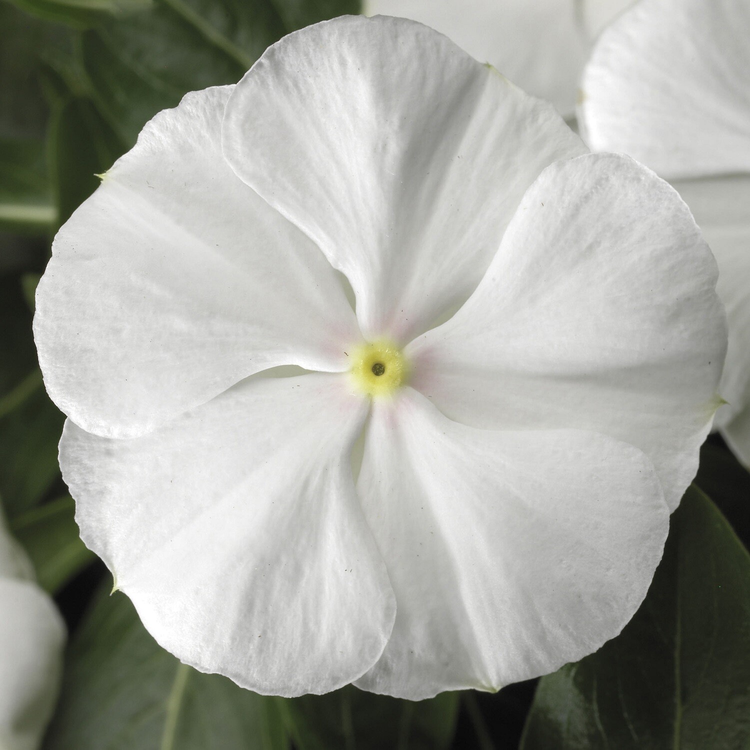 Vinca Seeds 50 Seeds Vinca Sunstorm White Annual Seeds