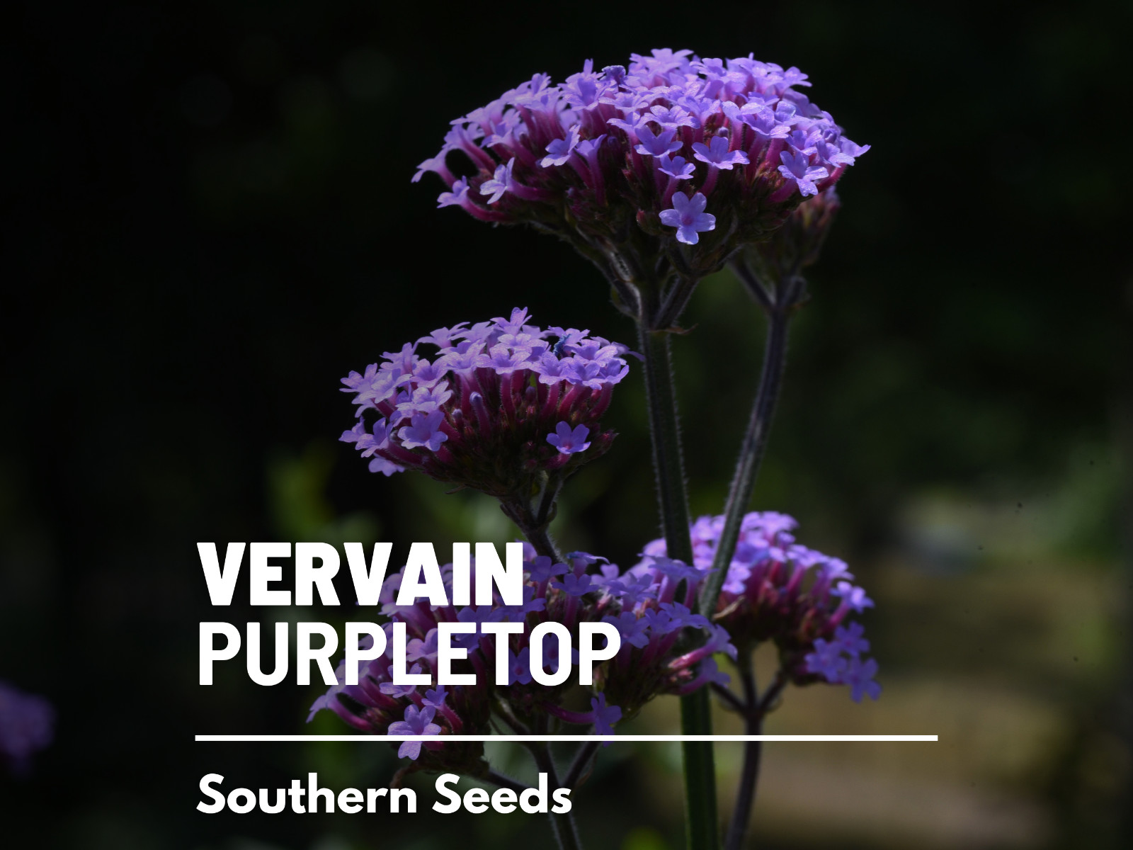 Vervain, Purpletop – 100 Seeds – Pollinator & Hummingbird Friendly