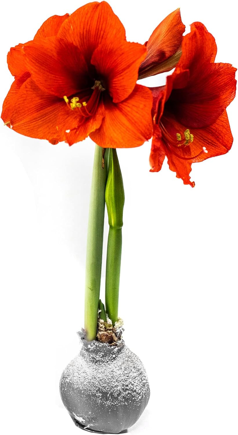Snow Flecked Waxed Amaryllis Bulb – Silver Wax with Red Blooms – Live Holiday Gi
