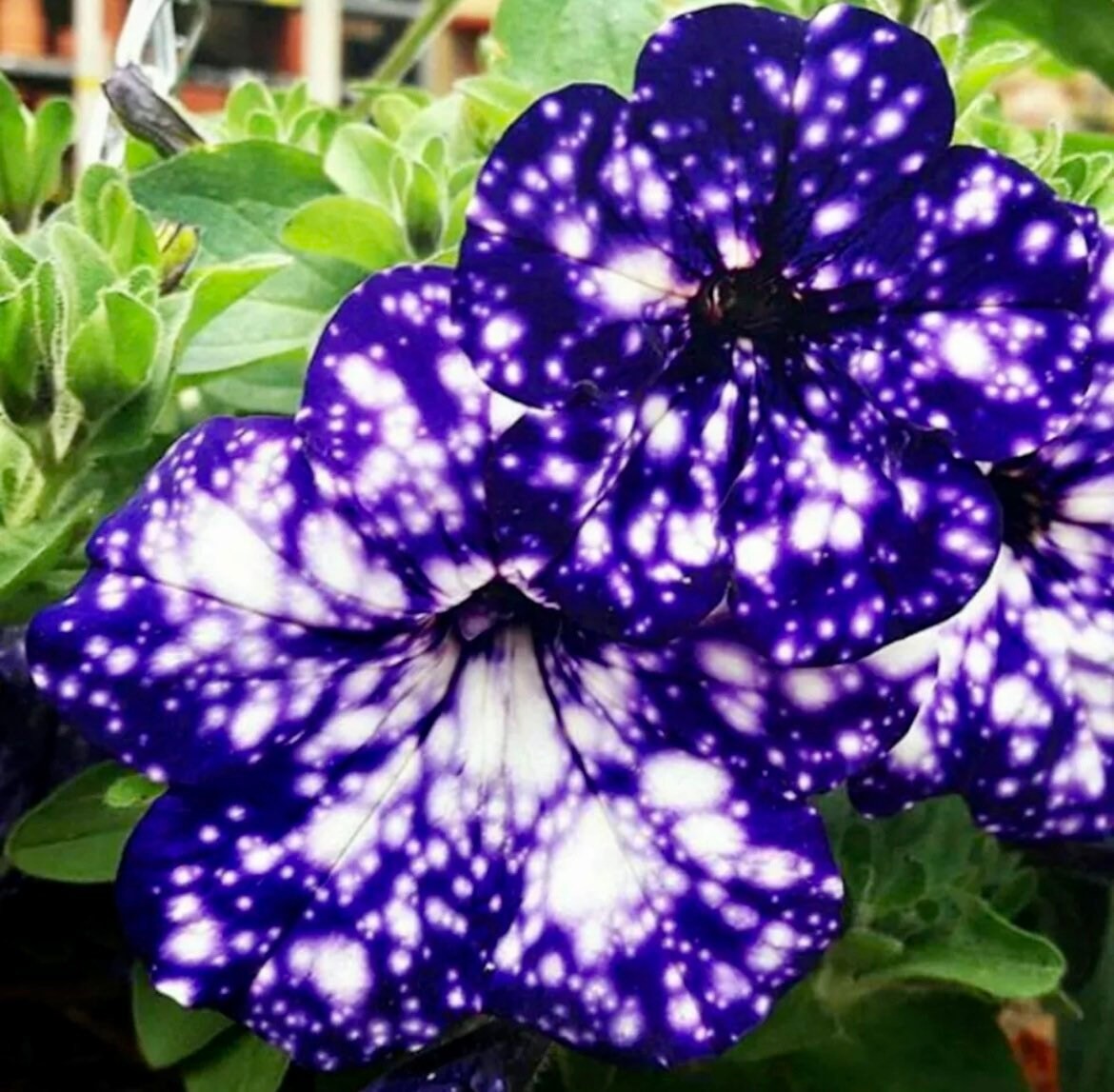 Petunia Starry Sky Blue Seeds ~ Night Sky ~ Grow Your Own ~ Spring Flowers