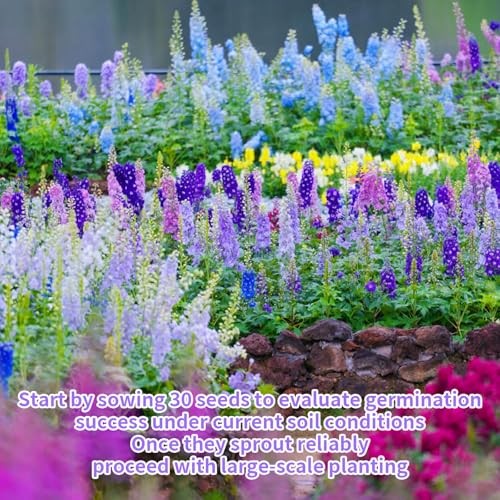 16000+ Delphinium Seeds Perennial – 2 Pack Mixed Color Larkspur Seeds for