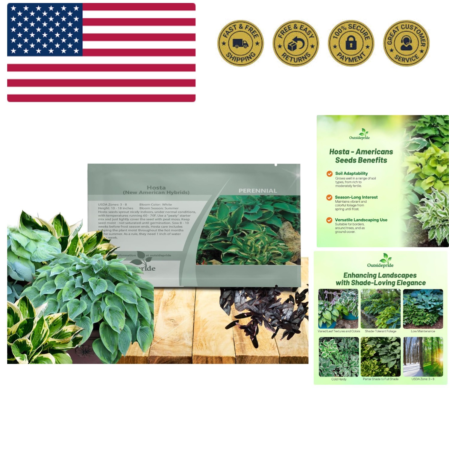 Hosta American Seeds – 50 Pcs. Perennial, Easy to Grow & Low Maintenance, Flo…
