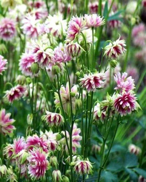 125 Columbine Nora Barlow Perennial Seeds of The Brooklyn Botanical Garden Club!