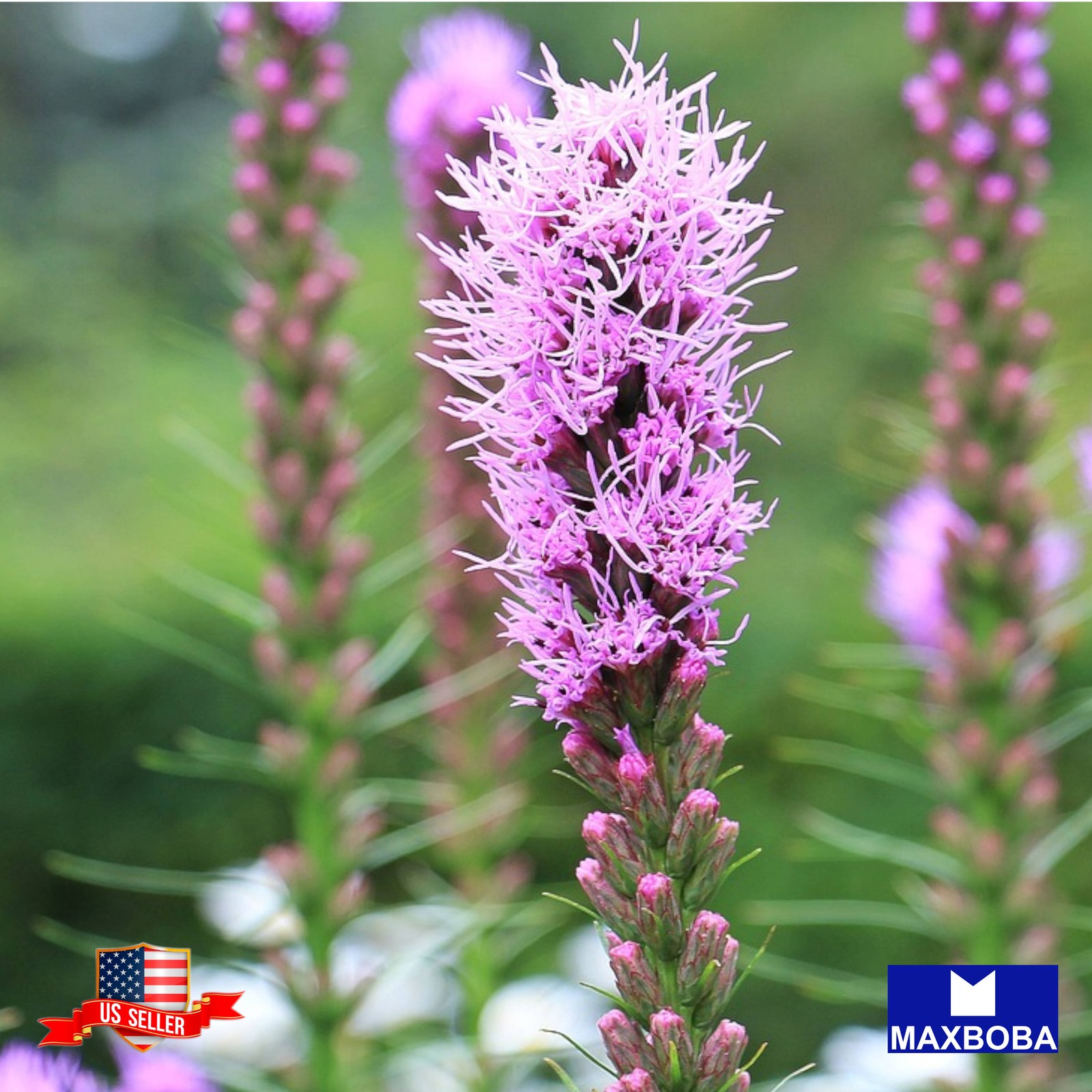 50+ Liatris Seeds Z-Scape Non-GMO BTGO 75% OFF