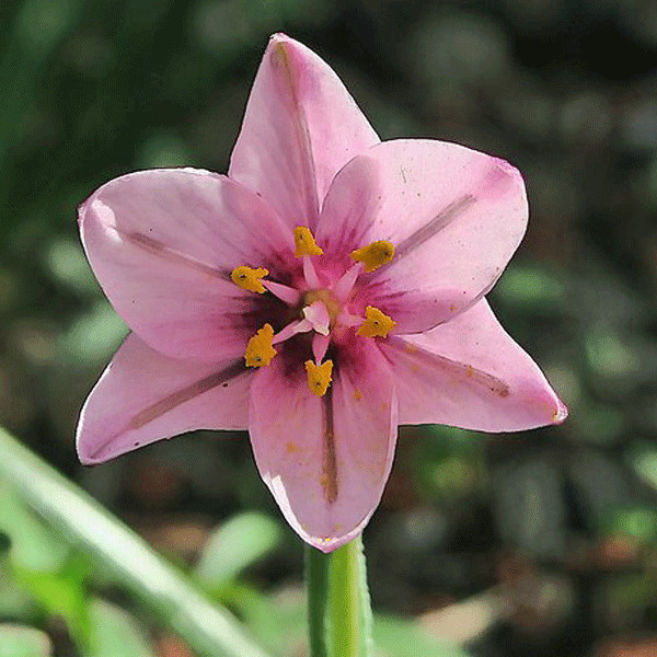 Fritillaria pluriflora | Adobe Lily | 5 Seeds