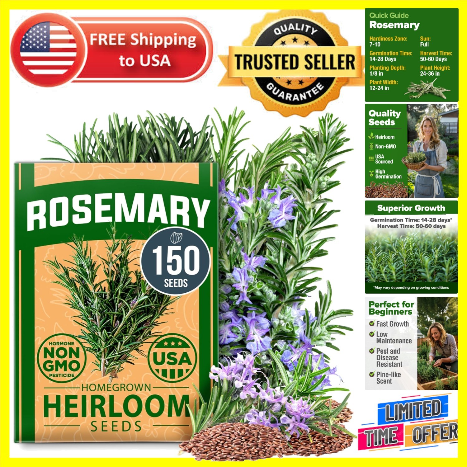 150 Rosemary Seeds Pack – Ideal for Indoor and Outdoor Herb Gardens