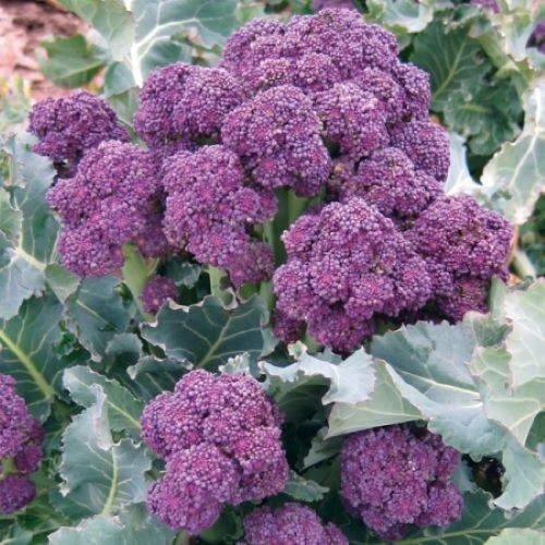 200+Purple Broccoli Seeds Burgundy Sprouting Broccoli Cold Hardy Vegetable USA