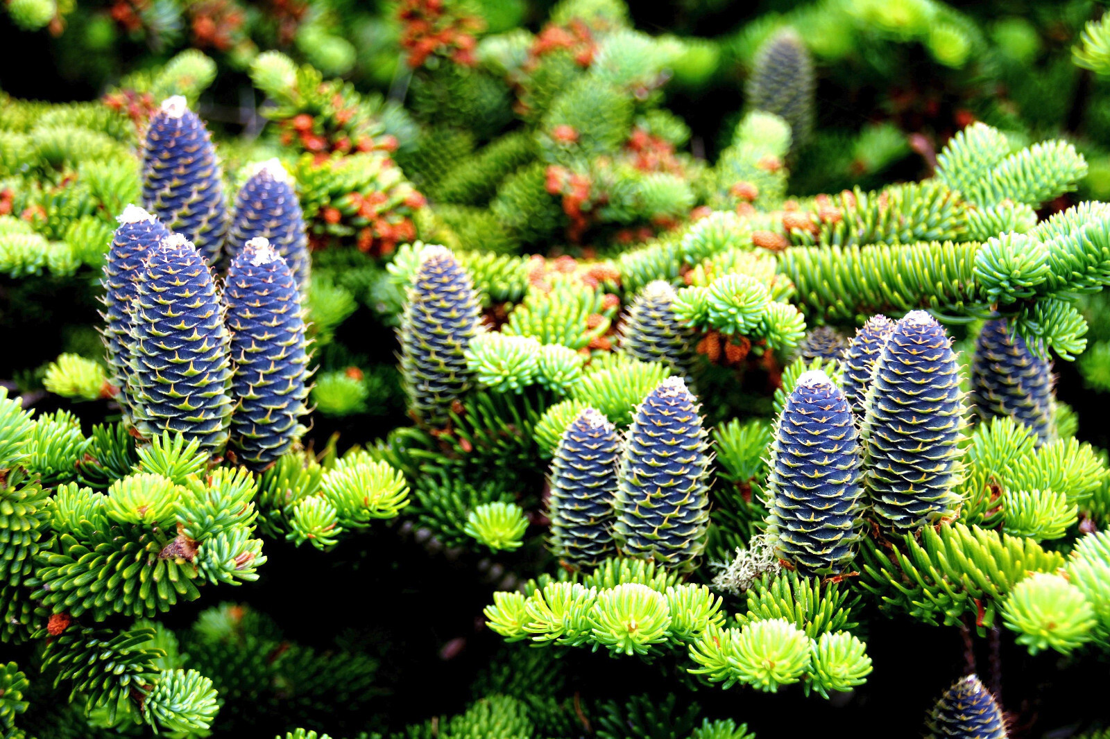 30 BALSAM FIR Tree Abies Balsamea Christmas Tree Silver Pine Canadian Fir Seeds