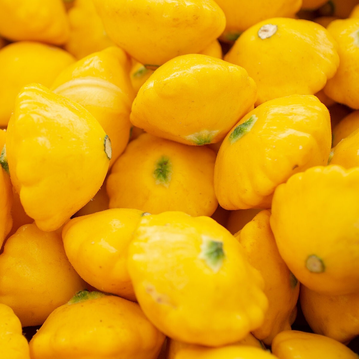 40 Yellow Bush Scallop Summer Squash Seeds – Everwilde Farms Mylar Seed Packet