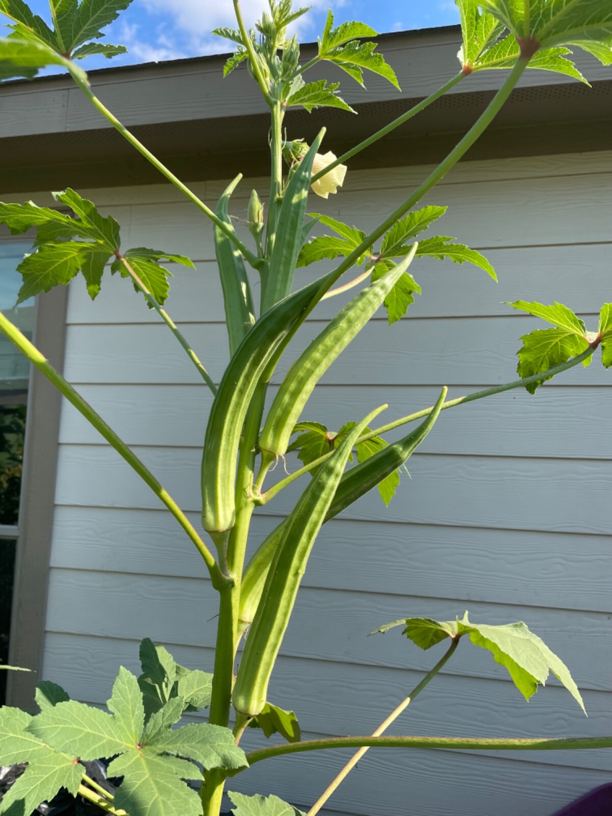 100+ Rare Louisiana Longhorn Okra Seeds Heirloom Non-GMO Open Pollinated