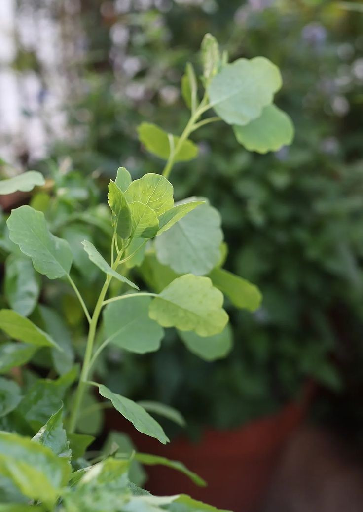 500+ Papalo seeds