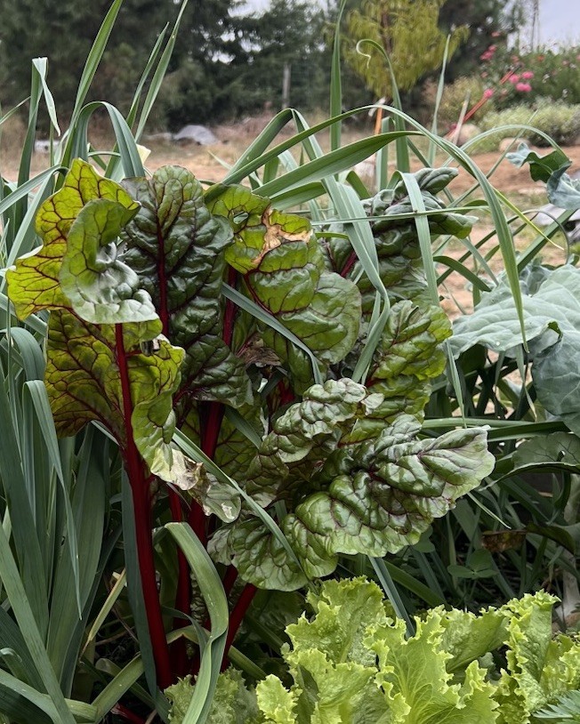 Swiss Chard Seeds, Ruby Red Heirloom, Non-GMO, Fast Growing, Free Shipping