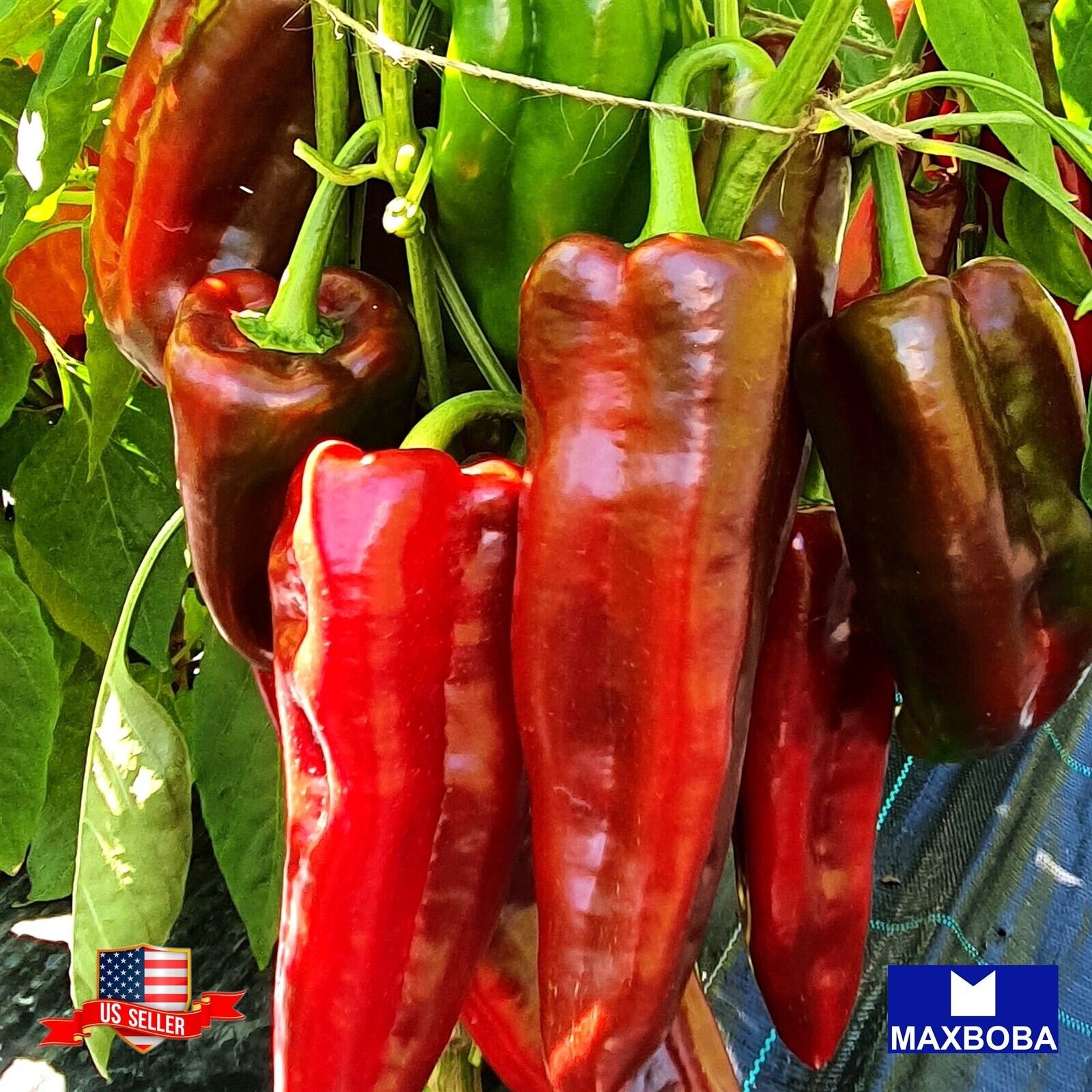 90 Pepper Seeds Sweet – Corno Di Toro – Rosso Non-GMO Heirloom BOGO 50% OFF