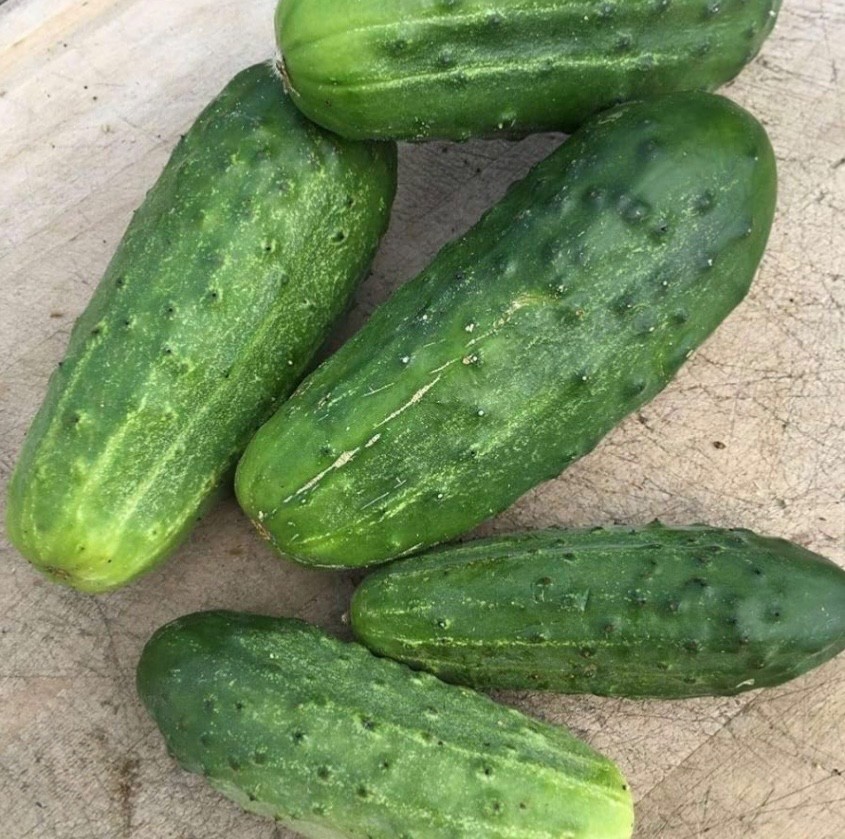 National Pickling Cucumber – Fresh Seeds – Super Crisp – Non-GMO Heirloom 🇺🇸