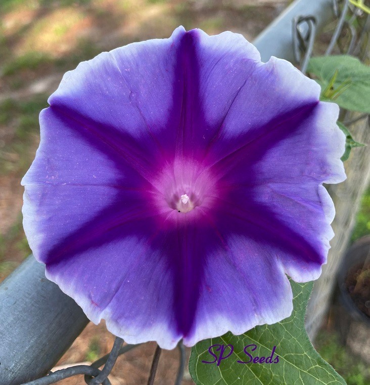 Purple Stars – Japanese Morning Glory – ipomoea NIL – 6 seeds – WOW!