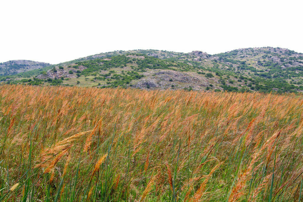 500 Indiangrass Indian Grass Seeds Native Prairie Wildflower Clumping Ornamental