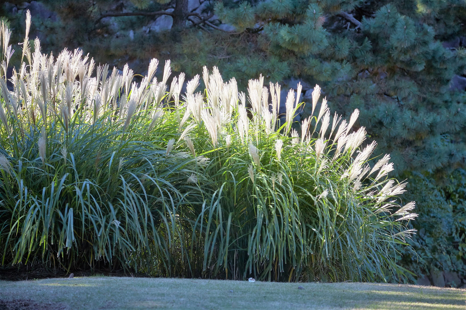 10 SILVER MAIDEN GRASS Miscanthus Sinensis Japanese Pampas Perennial Seeds