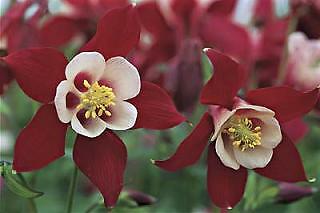 Aquilegia Origami Red and White 100 seeds