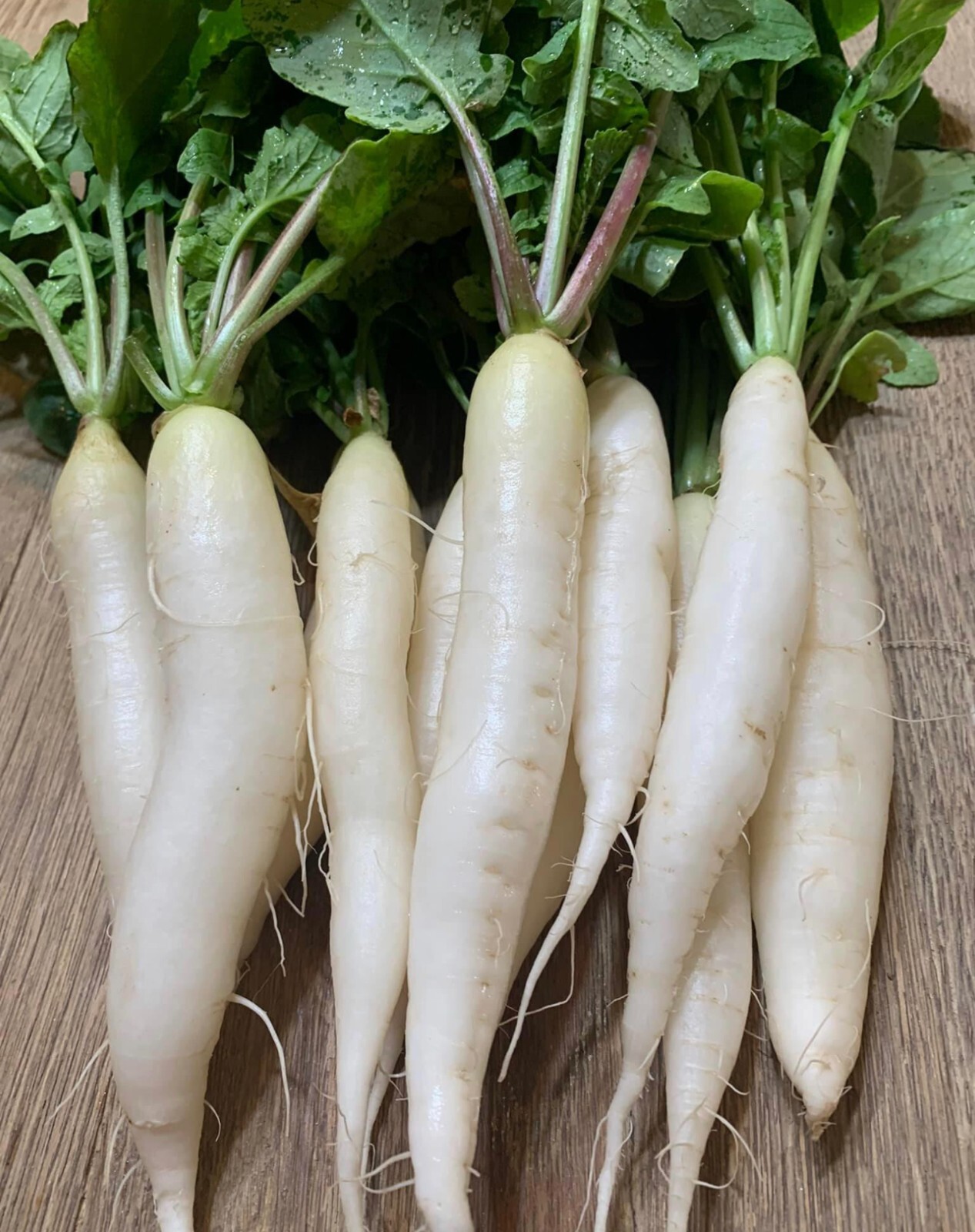 Rainbow Radish Collection | Seeds