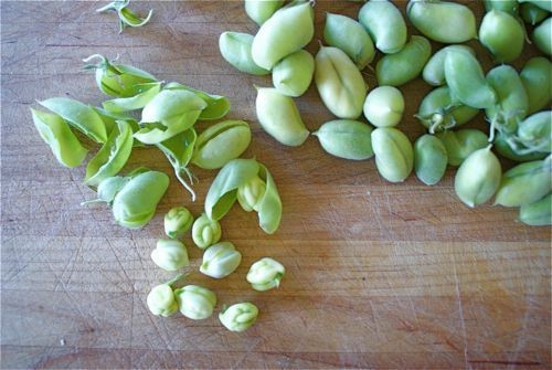 Green Chickpea Garbanzo Chick Pea Seeds (40) / Bush Bean / Easy /
