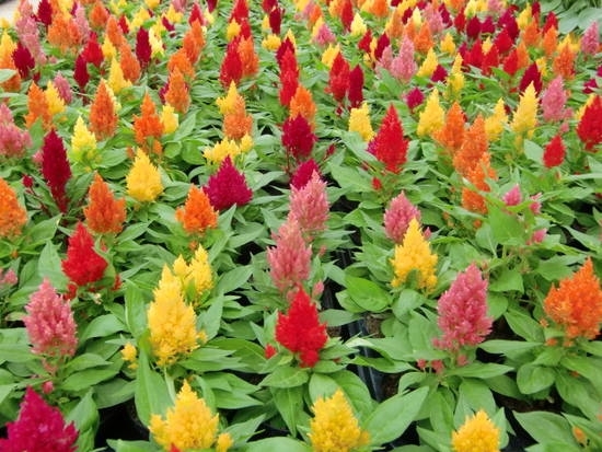 Cockscomb Plumosa Mix Seed – 1 Packet