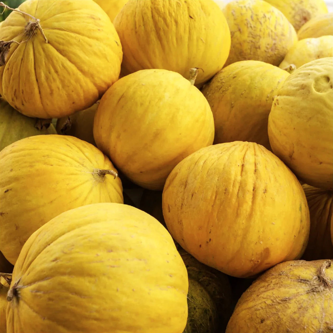 Golden Beauty Casaba Melon Seeds | Yellow Honeydew White Cantaloupe Seed 2025
