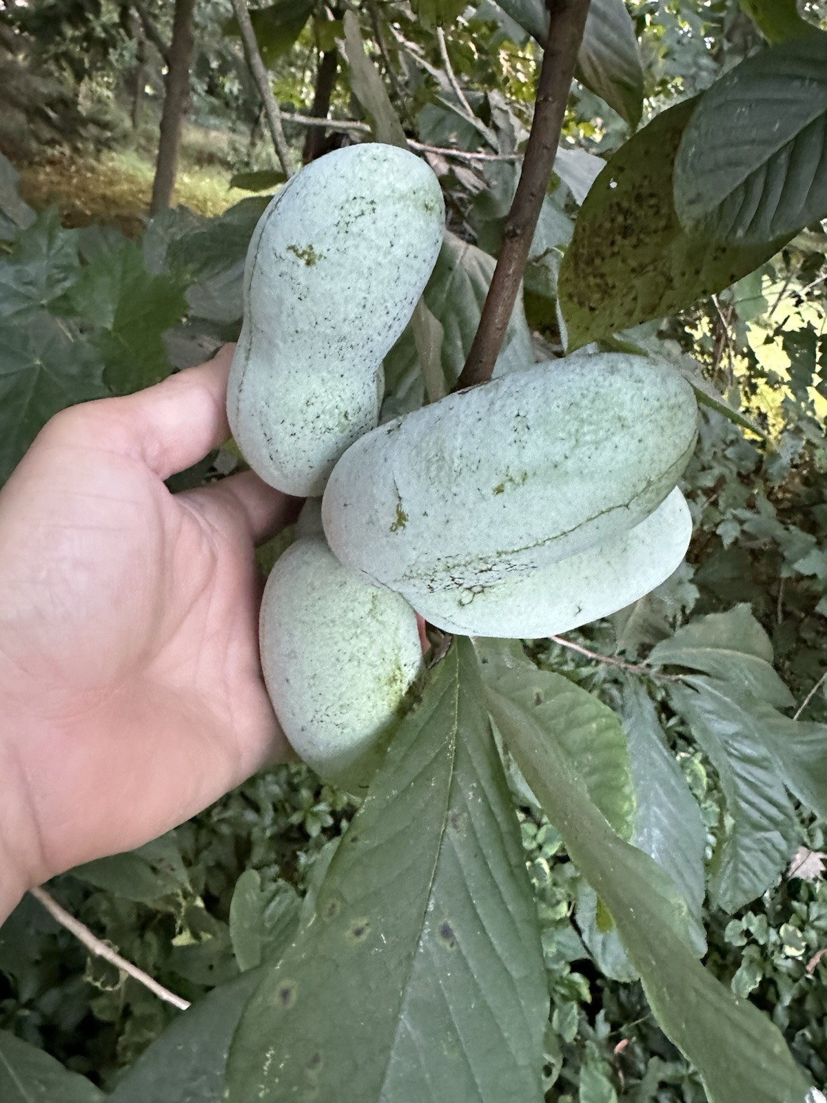 PAW PAW FRUIT TREE SEEDS 25 PLUS SEEDS Stratified With Propagation Guide