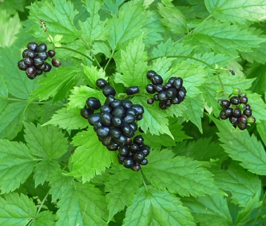 BANEBERRY BLACK Actaea Spicata – 20 Bulk Seeds