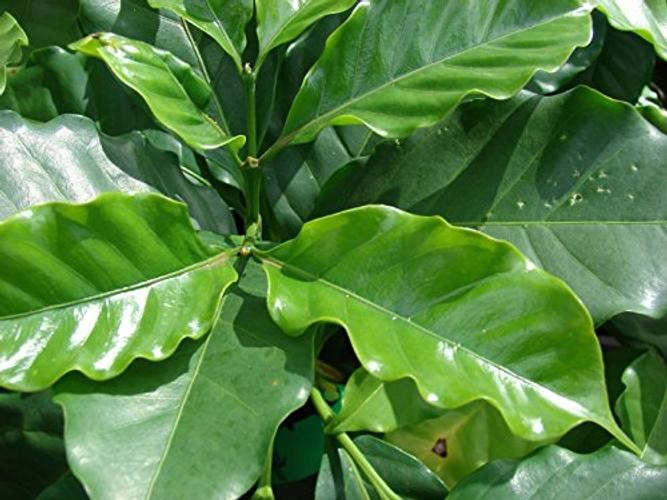 Seeds Arabian Coffee Tree Dwarf Mountain Perennial Garden Flowers for Planting