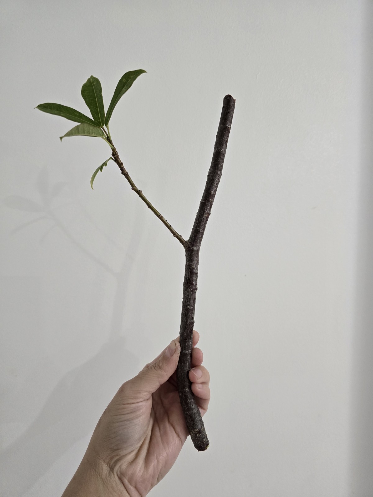 Tropical Red Jatropha ( Peregrina or spicy jatropha) 6 Fresh Cuttings 10″ Inc