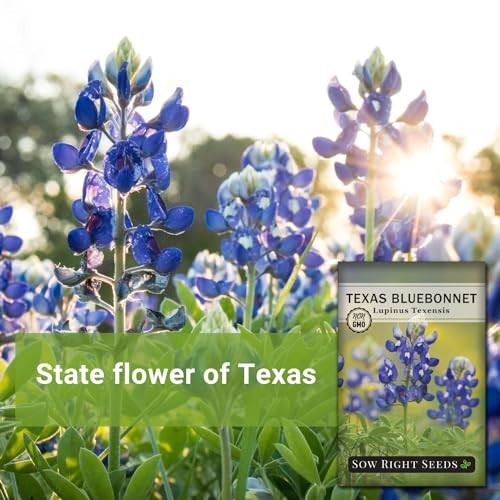 Texas Bluebonnet Flower Seeds Non-GMO Heirloom Perennial Attracts Pollinators