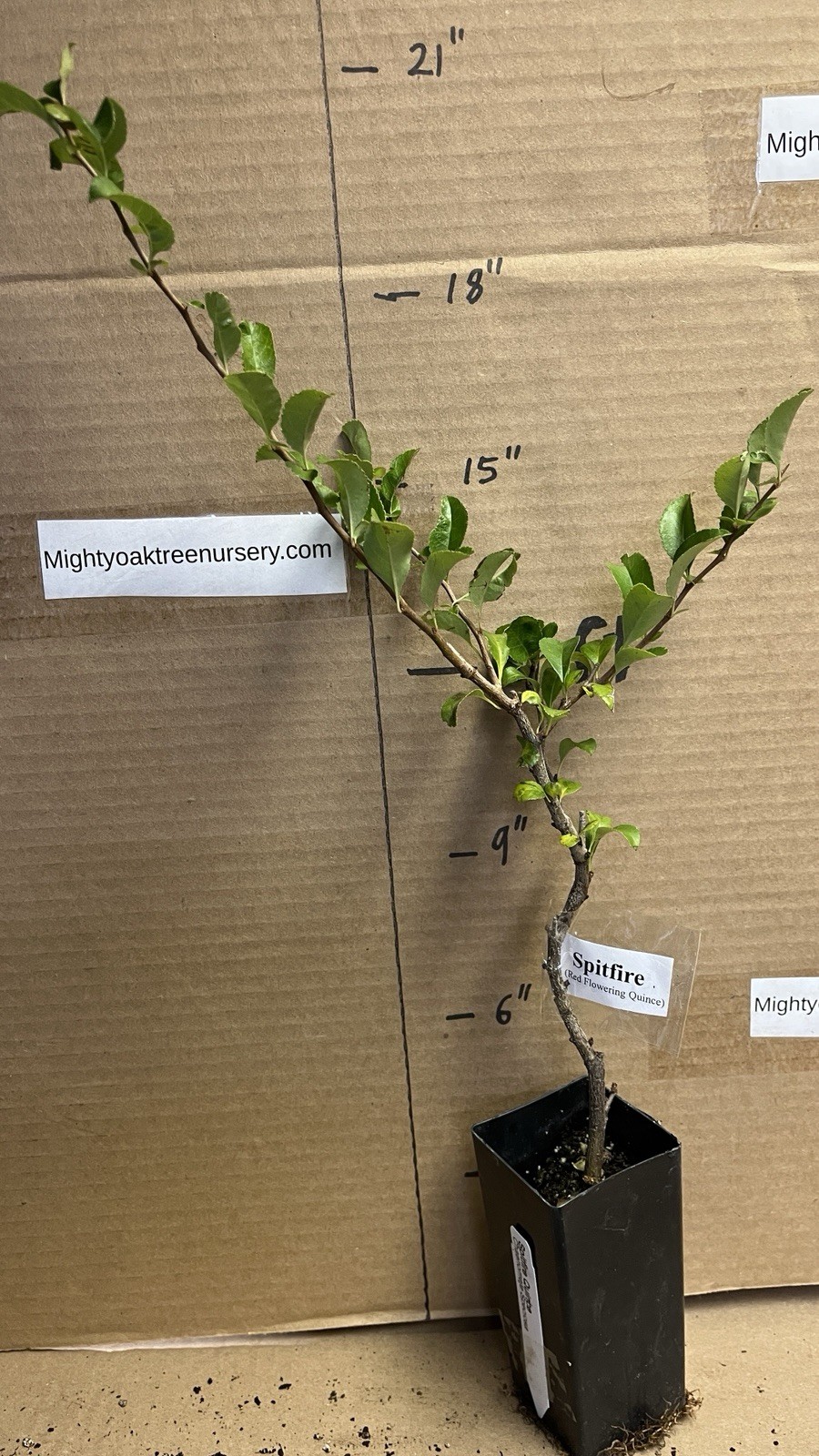 Chaenomeles Speciosa “Spitfire” (Red Flowering Quince) Plant