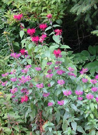 Monarda didyma 500 seeds