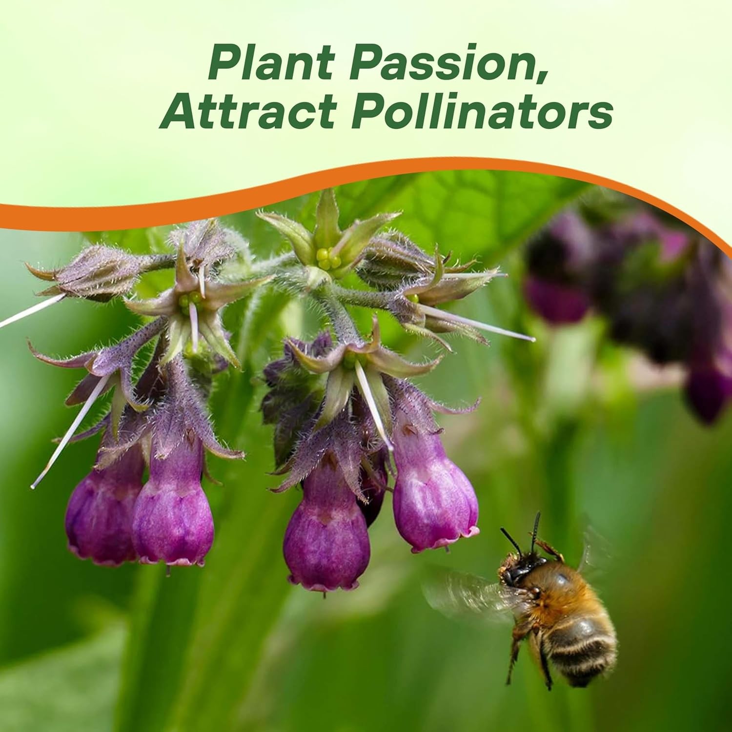 100 Seeds Symphytum Officinale Comfrey Herb Garden Plant Seeds For Planting