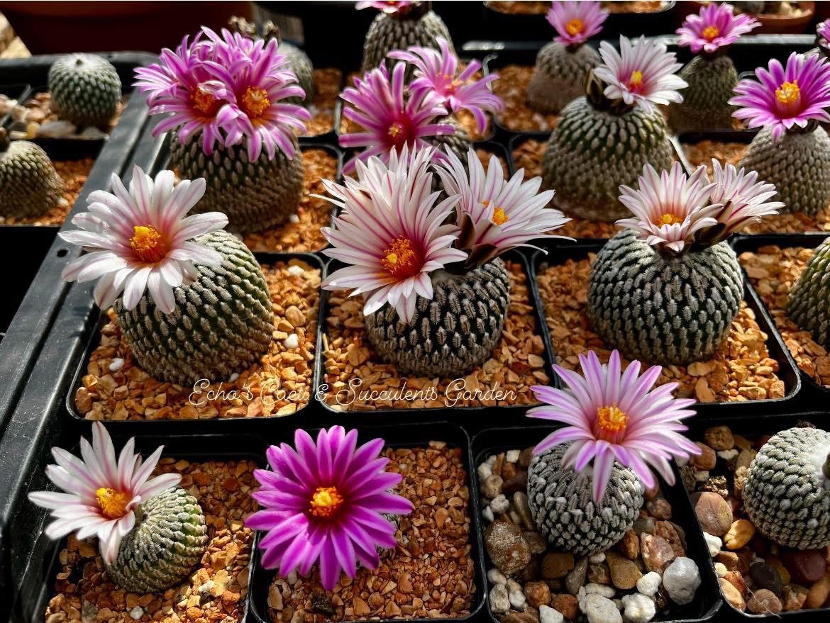 Seed- Turbinicarpus pseudopectinatus 25+ seeds (2026)